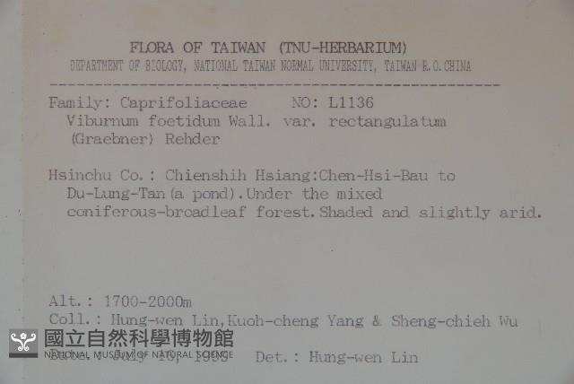 狹葉莢迷藏品圖，第2張