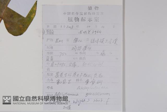 乳突果藏品圖，第2張
