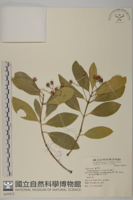 Evergreen euonymus Collection Image, Figure 1, Total 2 Figures