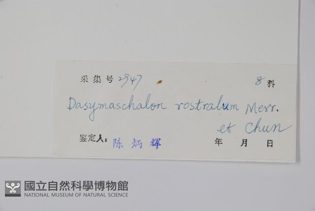 喙果皂帽花藏品圖，第2張