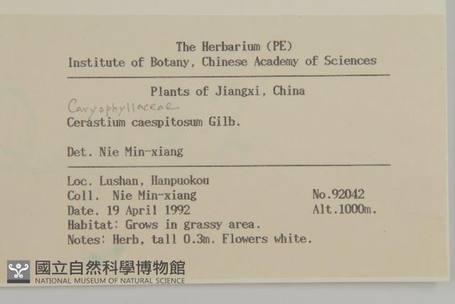 簇生卷耳藏品圖，第2張