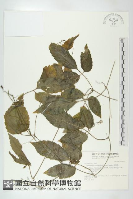 絞股藍藏品圖，第1張