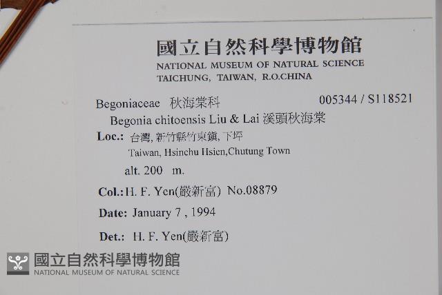 溪頭秋海棠藏品圖，第2張