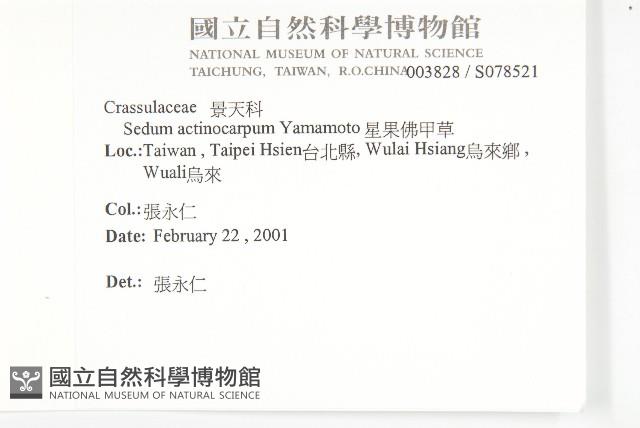 星果佛甲草藏品圖，第2張