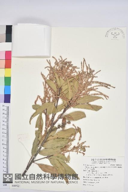 三斗石櫟藏品圖，第1張