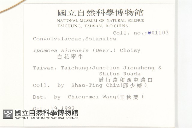 白花牽牛藏品圖，第2張