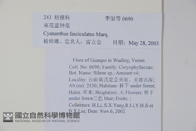 束花藍鐘花藏品圖，第2張