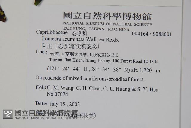 阿里山忍冬、漸尖葉忍冬藏品圖，第2張