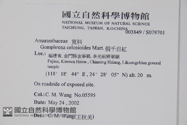 假千日紅藏品圖，第2張