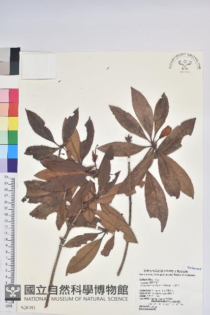 西施花、青紫木藏品圖，第1張