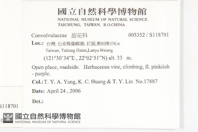 銳葉牽牛藏品圖，第2張