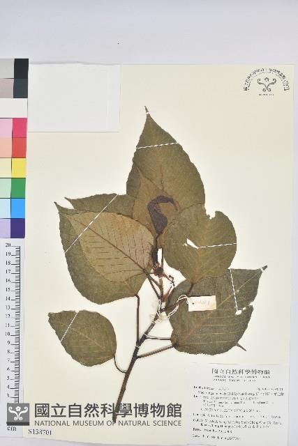 紅肉橙蘭、華血桐藏品圖，第1張