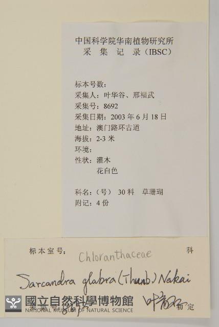 草珊瑚、紅果金粟蘭藏品圖，第2張