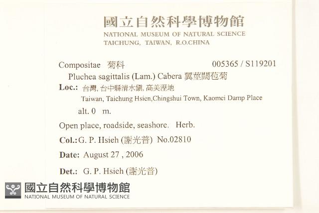 翼莖闊苞菊藏品圖，第2張