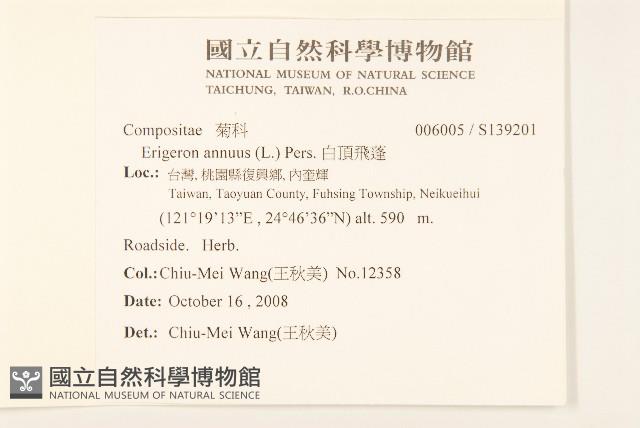 白頂飛蓬藏品圖，第2張