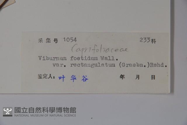 狹葉莢迷藏品圖，第2張