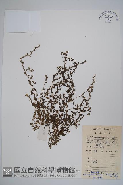 細纍子草藏品圖，第1張