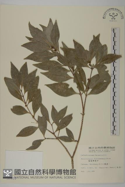 Fokien microtropis Collection Image, Figure 1, Total 2 Figures