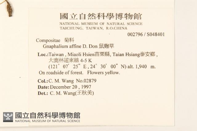 Cudweed Collection Image, Figure 2, Total 2 Figures