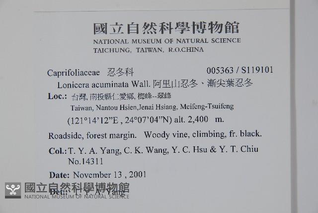 阿里山忍冬、漸尖葉忍冬藏品圖，第2張