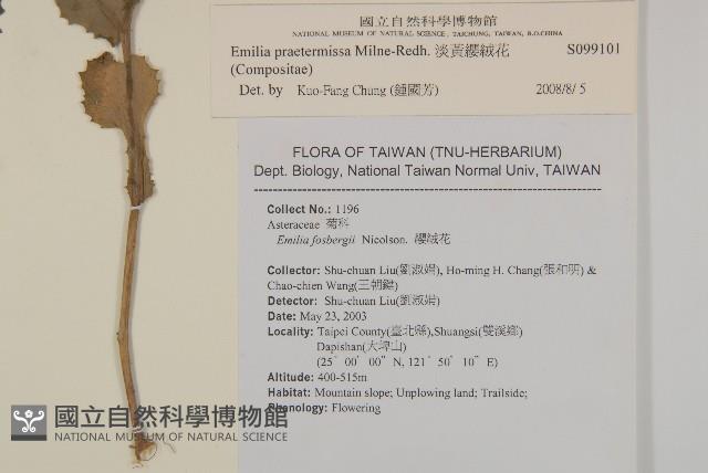 粉黃纓絨花藏品圖，第2張