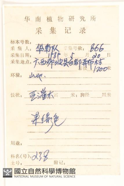 廣西斑鳩菊藏品圖，第2張