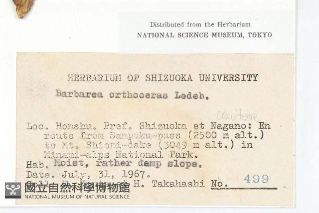 山芥菜藏品圖，第2張