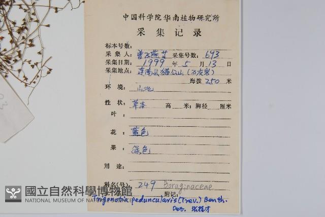 附地菜藏品圖，第2張