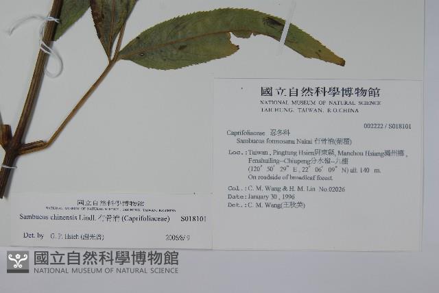 冇骨消藏品圖，第2張