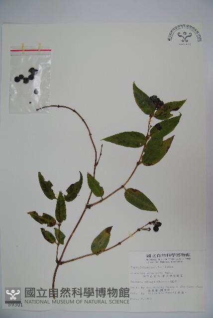 阿里山忍冬、漸尖葉忍冬藏品圖，第1張