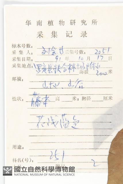 番仔藤藏品圖，第2張