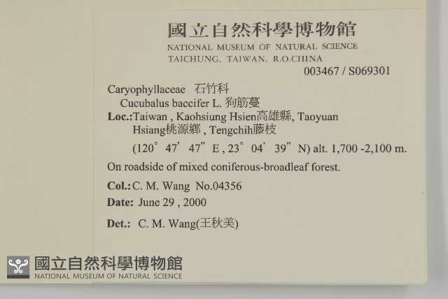 狗筋蔓藏品圖，第2張
