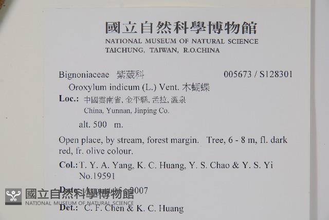 木蝴蝶藏品圖，第5張