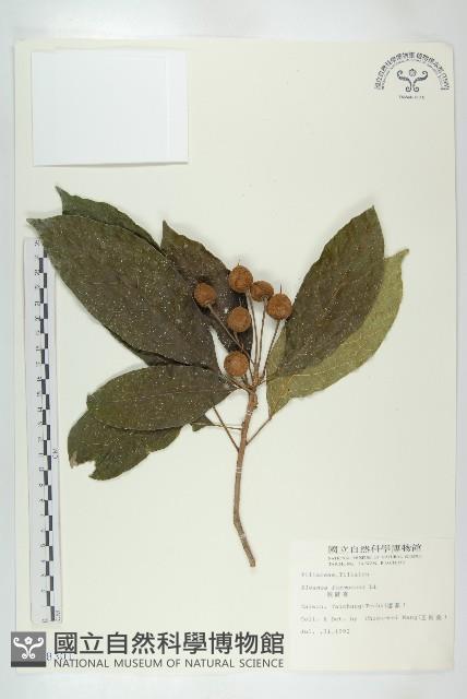 猴歡喜藏品圖，第1張