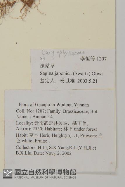 瓜槌草、漆姑草藏品圖，第2張