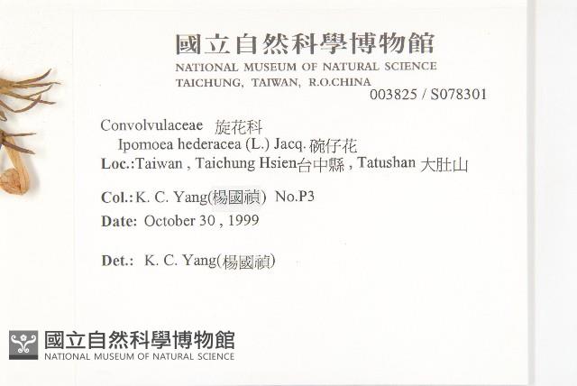 碗仔花藏品圖，第2張