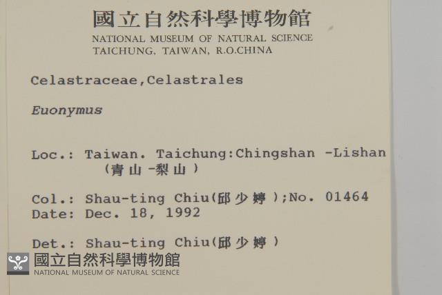 厚葉衛矛, 源一木藏品圖，第2張