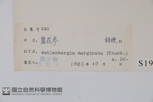 細葉蘭花參藏品圖，第2張