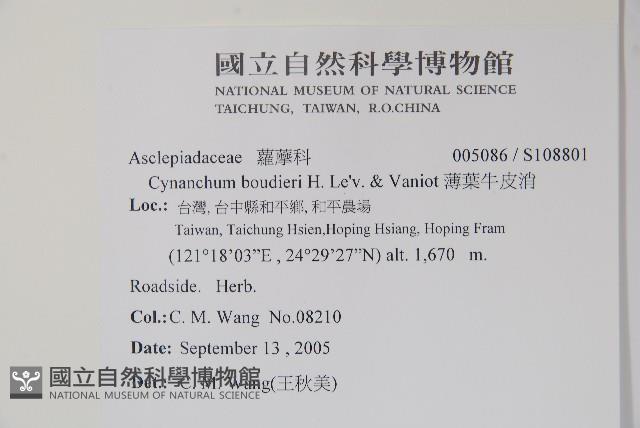 薄葉牛皮消藏品圖，第2張