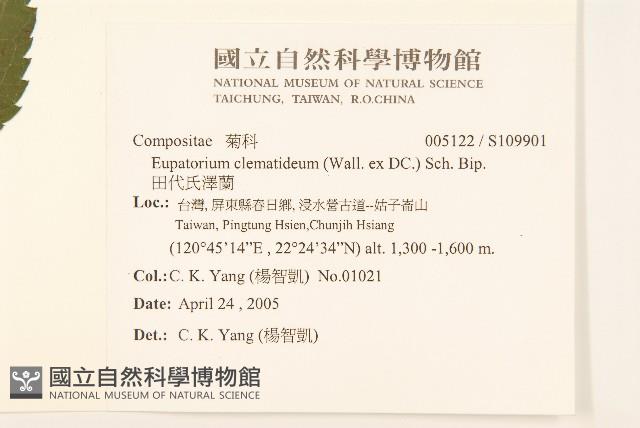 田代氏澤蘭藏品圖，第2張