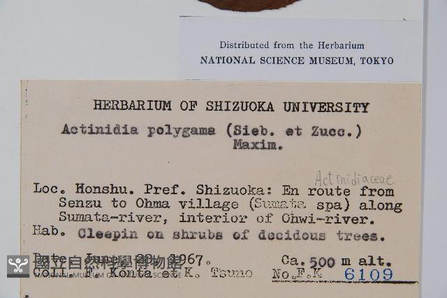 木天蓼、葛棗獼猴桃、葛棗子藏品圖，第2張