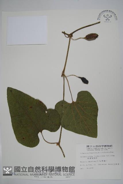 大葉馬兜鈴藏品圖，第1張