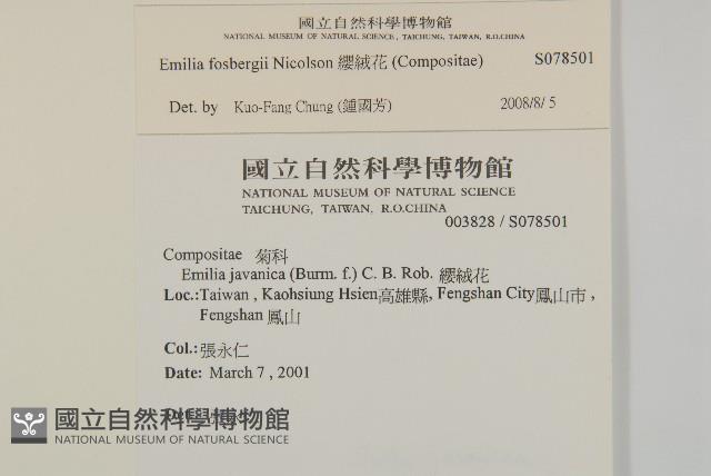 纓絨花藏品圖，第2張