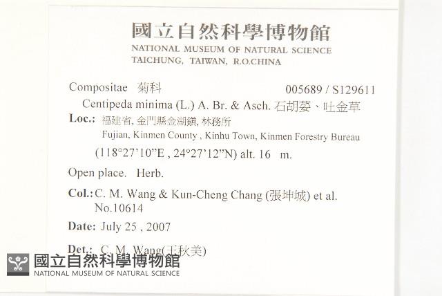 石胡荽、吐金草藏品圖，第2張