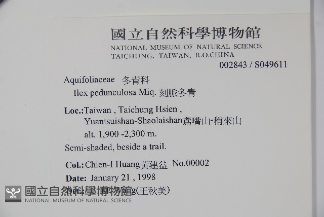 刻脈冬青藏品圖，第2張