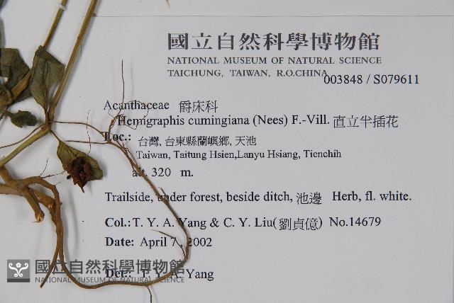 直立半插花藏品圖，第2張