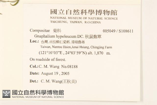 秋鼠麴草藏品圖，第2張