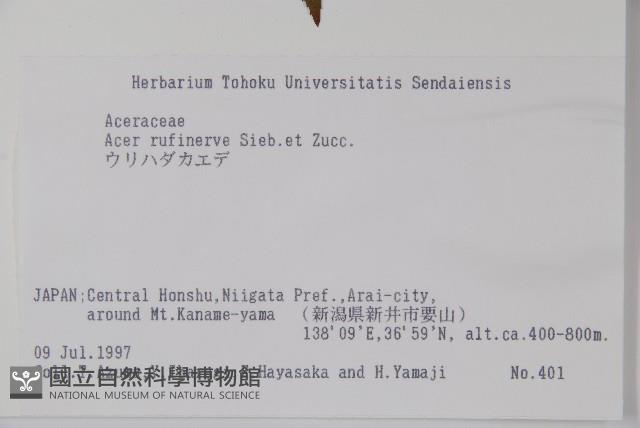 褐脈槭藏品圖，第2張