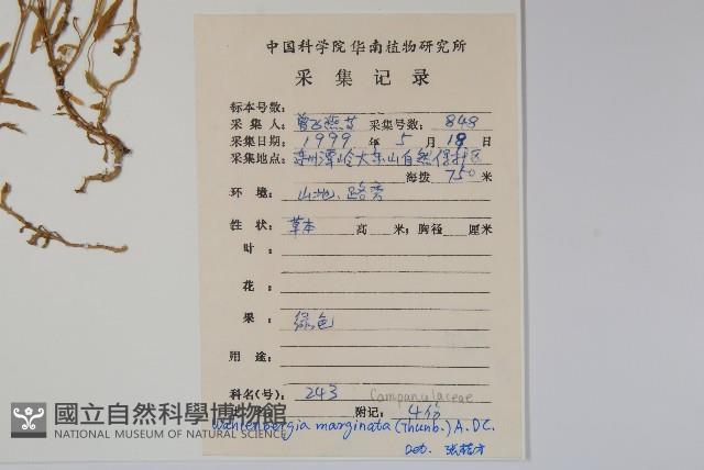 細葉蘭花參藏品圖，第2張