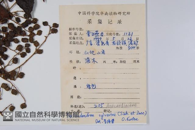 木蜡樹、野漆樹藏品圖，第2張